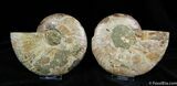Inch Polished Ammonite With Crystal Pockets #379-2